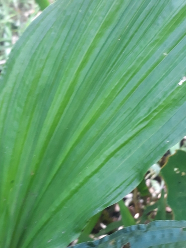 Calanthe sylvatica, photograph 3