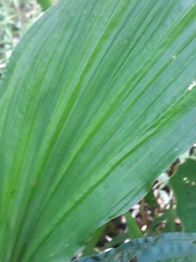 Calanthe sylvatica, photograph author not stated, no rights reserved