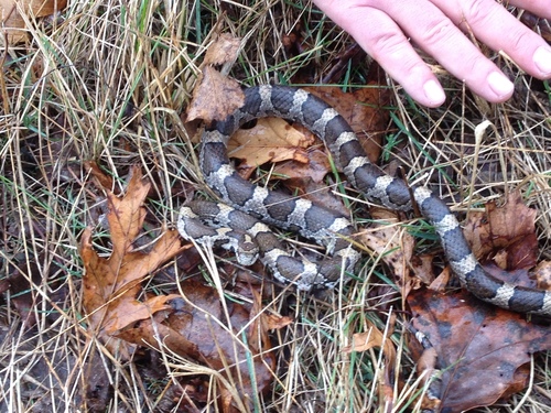 iNaturalist observation photo of Eastern Milksnake