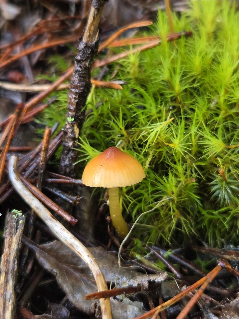 Gliophorus psittacinus · December 2025 · photo: © mandymushii (iNaturalist, cc-by)