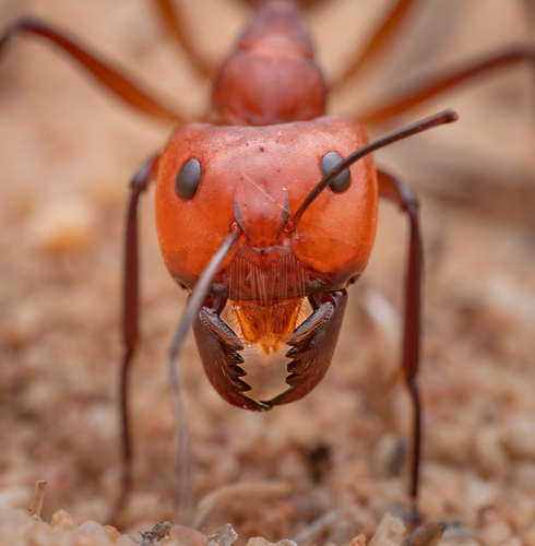 Camponotus mystaceusCamponotus mystaceus