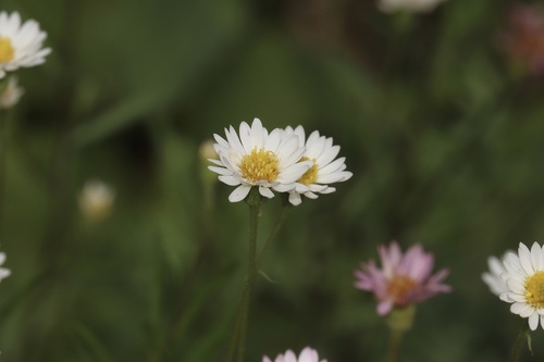 Erigeron hyssopifolius, photograph 5