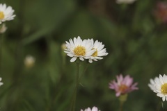 Erigeron hyssopifolius, photograph (c) Dustin Snider, some rights reserved (CC BY)