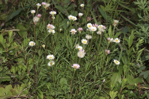 Erigeron hyssopifolius, photograph 6