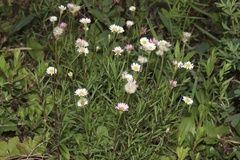 Erigeron hyssopifolius, photograph (c) Dustin Snider, some rights reserved (CC BY)