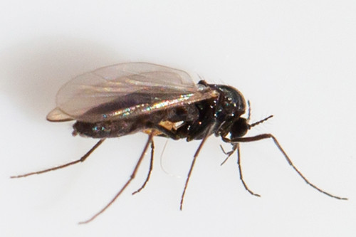 Unknown species found near Bucks County, PA, USA