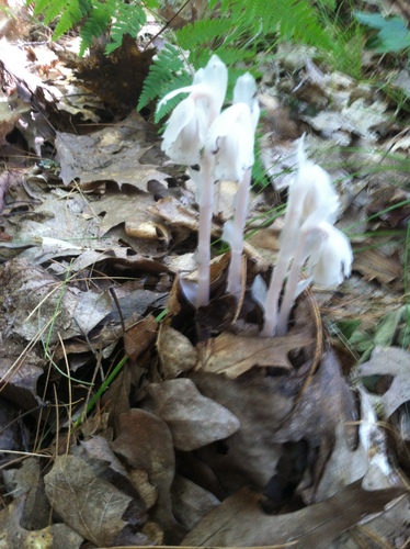 iNaturalist observation photo of Ghost Pipe