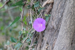 Ipomoea meyeri