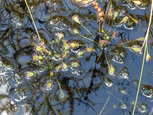 iNaturalist observation photo of spoonleaf sundew