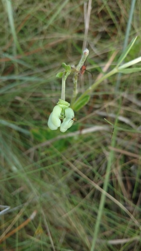 largeflower milkweed (Asclepias connivens)
