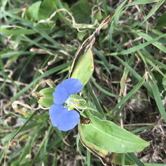 Commelina erecta erecta