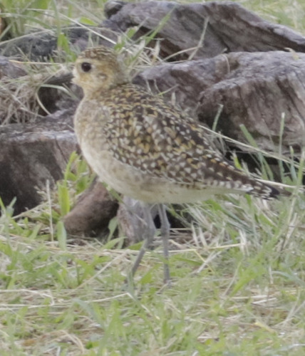 Pluvialis fulva observed 2025-12-12