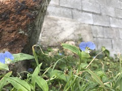 Commelina erecta erecta