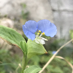 Commelina erecta erecta