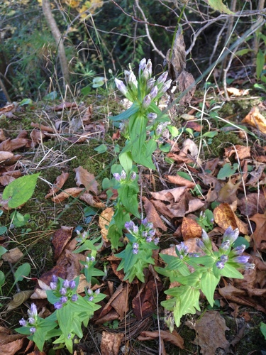 iNaturalist observation photo of agueweed