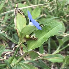 Commelina erecta erecta