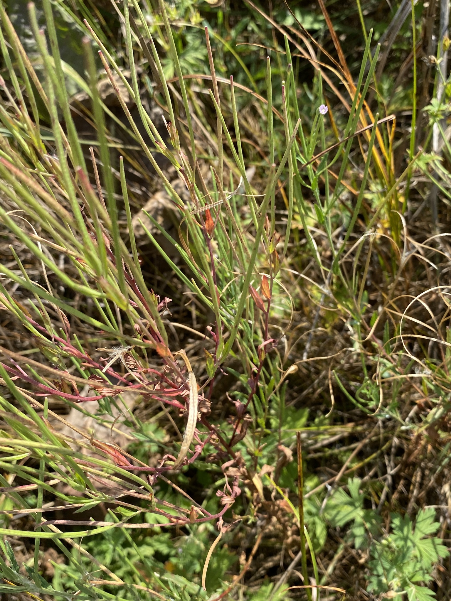 Square-Stemmed Willowherb (Epilobium tetragonum)