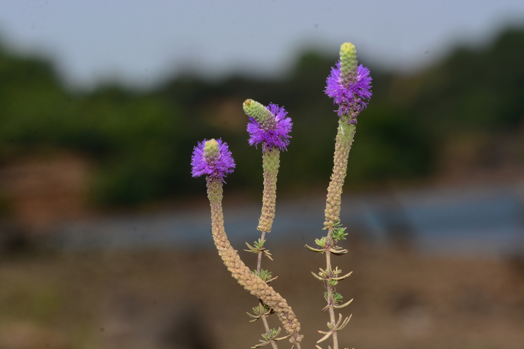 Pogostemon erectus (Pogostemon deccanensis (nom commercial « Pogostemon erectus », mal appliqué))