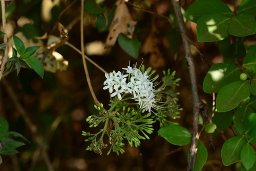 Image of Pavetta indica by no rights reserved