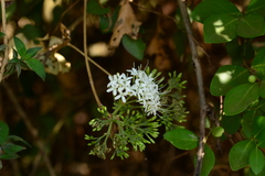 Pavetta indica