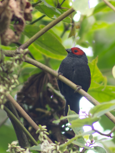 iNaturalist image