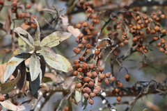 Conocarpus erectus sericeus