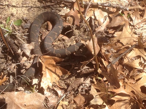 iNaturalist observation photo of Common Watersnake