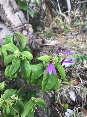 Justicia eustachiana