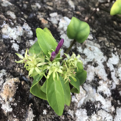 Justicia eustachiana