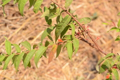 Woodfordia fruticosa