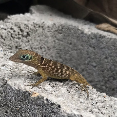 Anolis pogus