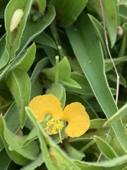 Commelina africana krebsiana