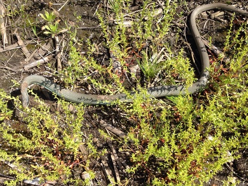 iNaturalist observation photo of Blue Racer