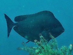 Ctenochaetus striatus