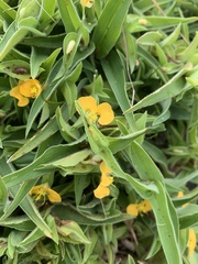 Commelina africana krebsiana