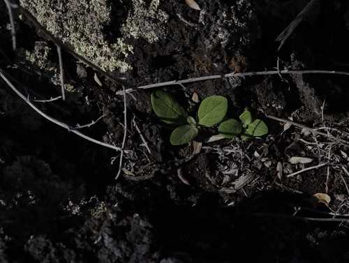 Verbascum thapsus observed 2025-12-12