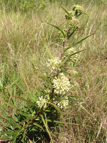 iNaturalist observation photo of tall green milkweed