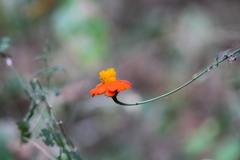 Adenophyllum aurantium