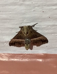 Noctuoidea