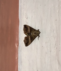 Noctuoidea