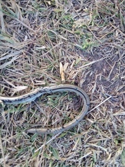 Ophiodes vertebralis