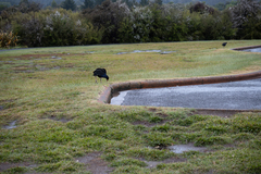 Porphyrio melanotus melanotus