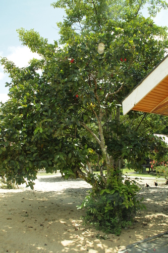 Water Apple (Syzygium aqueum)