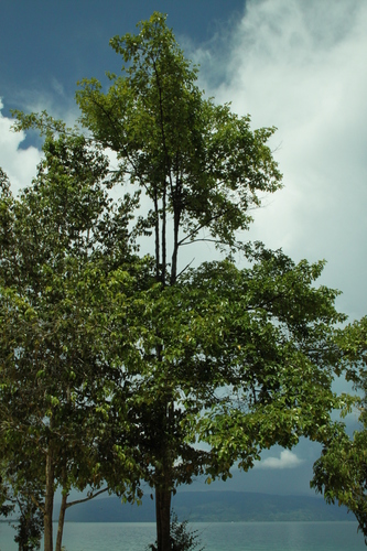 Carallia (Carallia brachiata)