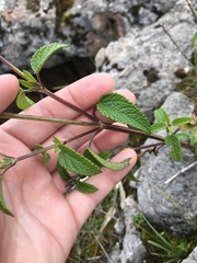 Salvia oppositiflora