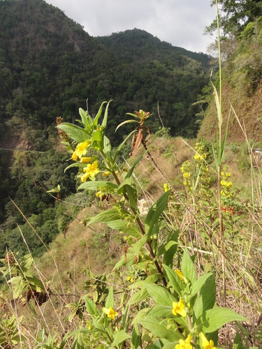 Hemichaena fruticosa (Hemichaena fruticosa)