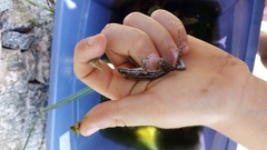 Leptodactylus latinasus