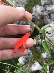 Salvia oppositiflora