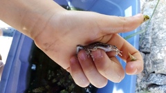 Leptodactylus latinasus