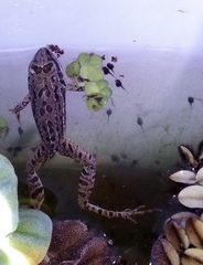 Leptodactylus latinasus